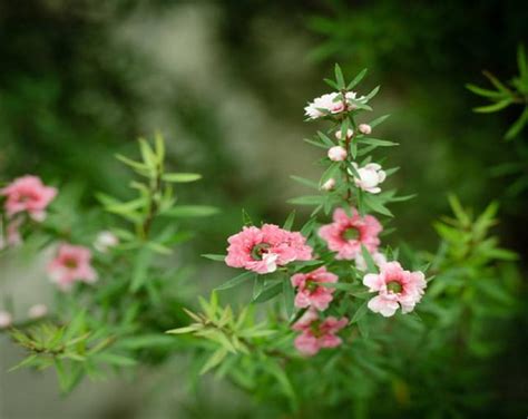 松紅梅 種植|松紅梅種子怎麼種